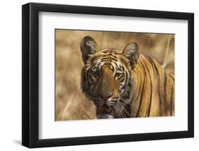 Royal Bengal Tiger, a Close Up, Tadoba Andheri Tiger Reserve, India-Jagdeep Rajput-Framed Premium Photographic Print