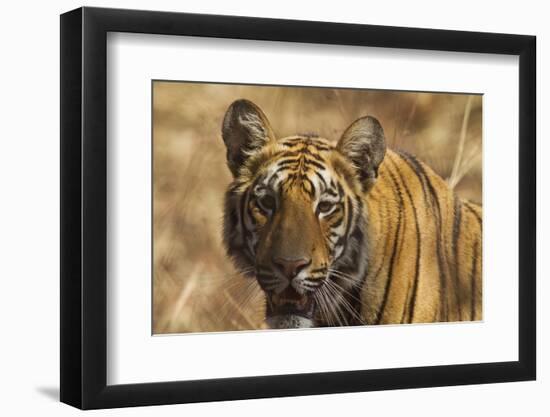 Royal Bengal Tiger, a Close Up, Tadoba Andheri Tiger Reserve, India-Jagdeep Rajput-Framed Photographic Print