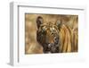 Royal Bengal Tiger, a Close Up, Tadoba Andheri Tiger Reserve, India-Jagdeep Rajput-Framed Photographic Print