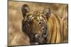 Royal Bengal Tiger, a Close Up, Tadoba Andheri Tiger Reserve, India-Jagdeep Rajput-Mounted Photographic Print