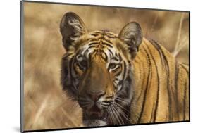 Royal Bengal Tiger, a Close Up, Tadoba Andheri Tiger Reserve, India-Jagdeep Rajput-Mounted Photographic Print