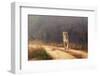 Royal Bengal Tiger at Ranthambore National Park, Rajasthan, India, Asia-Abhishek Singh-Framed Photographic Print