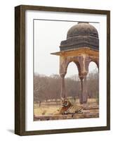 Royal Bengal Tiger At The Cenotaph, Ranthambhor National Park, India-Jagdeep Rajput-Framed Photographic Print