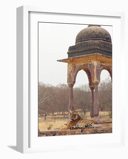 Royal Bengal Tiger At The Cenotaph, Ranthambhor National Park, India-Jagdeep Rajput-Framed Photographic Print