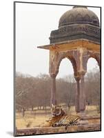 Royal Bengal Tiger At The Cenotaph, Ranthambhor National Park, India-Jagdeep Rajput-Mounted Photographic Print