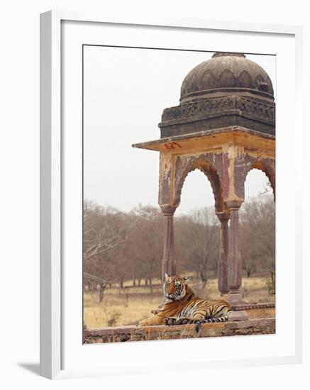 Royal Bengal Tiger At The Cenotaph, Ranthambhor National Park, India-Jagdeep Rajput-Framed Photographic Print