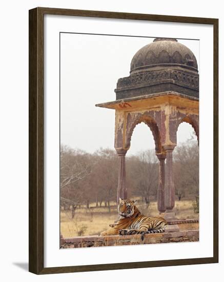 Royal Bengal Tiger At The Cenotaph, Ranthambhor National Park, India-Jagdeep Rajput-Framed Photographic Print