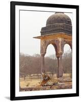 Royal Bengal Tiger At The Cenotaph, Ranthambhor National Park, India-Jagdeep Rajput-Framed Photographic Print