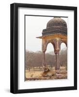 Royal Bengal Tiger At The Cenotaph, Ranthambhor National Park, India-Jagdeep Rajput-Framed Photographic Print