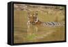 Royal Bengal Tiger at the Waterhole, Tadoba Andheri Tiger Reserve-Jagdeep Rajput-Framed Stretched Canvas