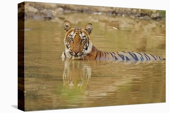 Royal Bengal Tiger at the Waterhole, Tadoba Andheri Tiger Reserve-Jagdeep Rajput-Stretched Canvas