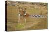 Royal Bengal Tiger at the Waterhole, Tadoba Andheri Tiger Reserve-Jagdeep Rajput-Stretched Canvas