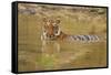 Royal Bengal Tiger at the Waterhole, Tadoba Andheri Tiger Reserve-Jagdeep Rajput-Framed Stretched Canvas