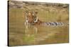 Royal Bengal Tiger at the Waterhole, Tadoba Andheri Tiger Reserve-Jagdeep Rajput-Stretched Canvas