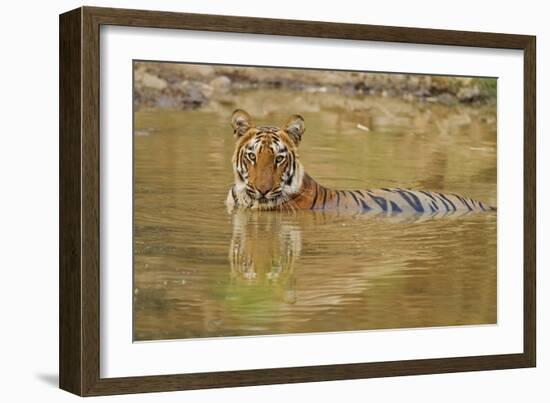 Royal Bengal Tiger at the Waterhole, Tadoba Andheri Tiger Reserve-Jagdeep Rajput-Framed Photographic Print