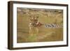 Royal Bengal Tiger at the Waterhole, Tadoba Andheri Tiger Reserve-Jagdeep Rajput-Framed Photographic Print