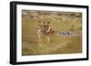 Royal Bengal Tiger at the Waterhole, Tadoba Andheri Tiger Reserve-Jagdeep Rajput-Framed Photographic Print