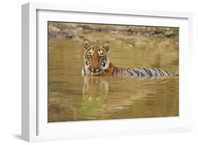 Royal Bengal Tiger at the Waterhole, Tadoba Andheri Tiger Reserve-Jagdeep Rajput-Framed Photographic Print