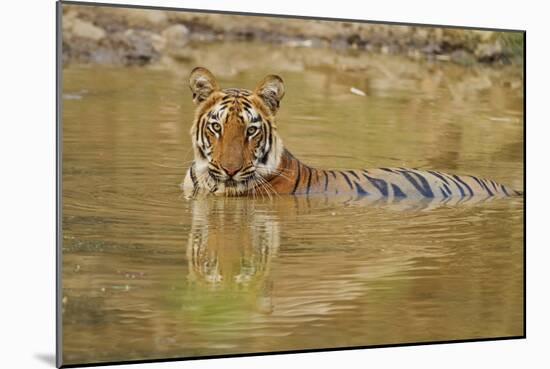 Royal Bengal Tiger at the Waterhole, Tadoba Andheri Tiger Reserve-Jagdeep Rajput-Mounted Photographic Print