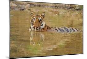 Royal Bengal Tiger at the Waterhole, Tadoba Andheri Tiger Reserve-Jagdeep Rajput-Mounted Photographic Print