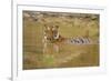 Royal Bengal Tiger at the Waterhole, Tadoba Andheri Tiger Reserve-Jagdeep Rajput-Framed Photographic Print