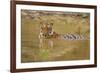 Royal Bengal Tiger at the Waterhole, Tadoba Andheri Tiger Reserve-Jagdeep Rajput-Framed Photographic Print