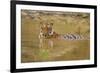 Royal Bengal Tiger at the Waterhole, Tadoba Andheri Tiger Reserve-Jagdeep Rajput-Framed Photographic Print