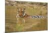 Royal Bengal Tiger at the Waterhole, Tadoba Andheri Tiger Reserve-Jagdeep Rajput-Mounted Photographic Print