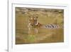 Royal Bengal Tiger at the Waterhole, Tadoba Andheri Tiger Reserve-Jagdeep Rajput-Framed Photographic Print