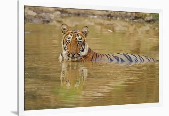 Royal Bengal Tiger at the Waterhole, Tadoba Andheri Tiger Reserve-Jagdeep Rajput-Framed Photographic Print