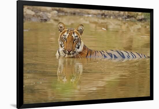 Royal Bengal Tiger at the Waterhole, Tadoba Andheri Tiger Reserve-Jagdeep Rajput-Framed Photographic Print