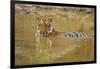 Royal Bengal Tiger at the Waterhole, Tadoba Andheri Tiger Reserve-Jagdeep Rajput-Framed Photographic Print