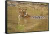 Royal Bengal Tiger at the Waterhole, Tadoba Andheri Tiger Reserve-Jagdeep Rajput-Framed Stretched Canvas