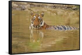 Royal Bengal Tiger at the Waterhole, Tadoba Andheri Tiger Reserve-Jagdeep Rajput-Framed Stretched Canvas