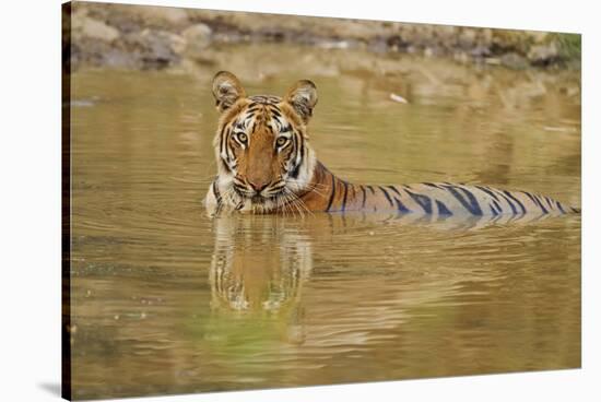 Royal Bengal Tiger at the Waterhole, Tadoba Andheri Tiger Reserve-Jagdeep Rajput-Stretched Canvas