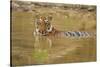 Royal Bengal Tiger at the Waterhole, Tadoba Andheri Tiger Reserve-Jagdeep Rajput-Stretched Canvas