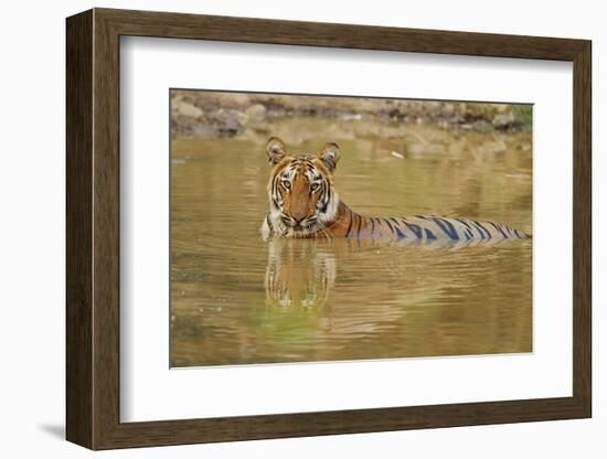 Royal Bengal Tiger at the Waterhole, Tadoba Andheri Tiger Reserve-Jagdeep Rajput-Framed Photographic Print