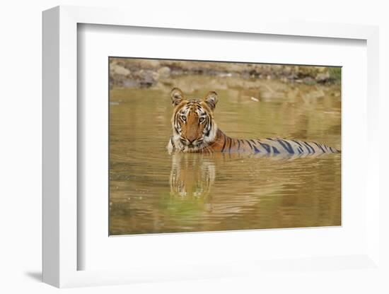 Royal Bengal Tiger at the Waterhole, Tadoba Andheri Tiger Reserve-Jagdeep Rajput-Framed Photographic Print