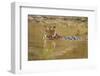 Royal Bengal Tiger at the Waterhole, Tadoba Andheri Tiger Reserve-Jagdeep Rajput-Framed Photographic Print