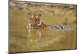 Royal Bengal Tiger at the Waterhole, Tadoba Andheri Tiger Reserve-Jagdeep Rajput-Mounted Photographic Print