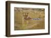 Royal Bengal Tiger at the Waterhole, Tadoba Andheri Tiger Reserve-Jagdeep Rajput-Framed Premium Photographic Print