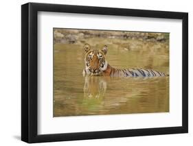 Royal Bengal Tiger at the Waterhole, Tadoba Andheri Tiger Reserve-Jagdeep Rajput-Framed Premium Photographic Print
