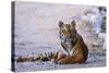 Royal Bengal Tiger by the Ramganga River, Corbett NP, India-Jagdeep Rajput-Stretched Canvas