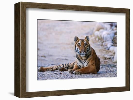 Royal Bengal Tiger by the Ramganga River, Corbett NP, India-Jagdeep Rajput-Framed Photographic Print