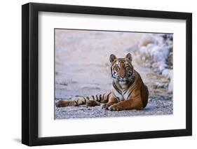 Royal Bengal Tiger by the Ramganga River, Corbett NP, India-Jagdeep Rajput-Framed Photographic Print