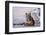 Royal Bengal Tiger by the Ramganga River, Corbett NP, India-Jagdeep Rajput-Framed Photographic Print