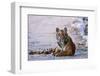 Royal Bengal Tiger by the Ramganga River, Corbett NP, India-Jagdeep Rajput-Framed Photographic Print