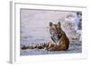 Royal Bengal Tiger by the Ramganga River, Corbett NP, India-Jagdeep Rajput-Framed Photographic Print