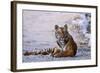 Royal Bengal Tiger by the Ramganga River, Corbett NP, India-Jagdeep Rajput-Framed Photographic Print