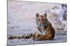 Royal Bengal Tiger by the Ramganga River, Corbett NP, India-Jagdeep Rajput-Mounted Photographic Print